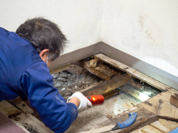 Agua Dulce, TX Mold Removal Company