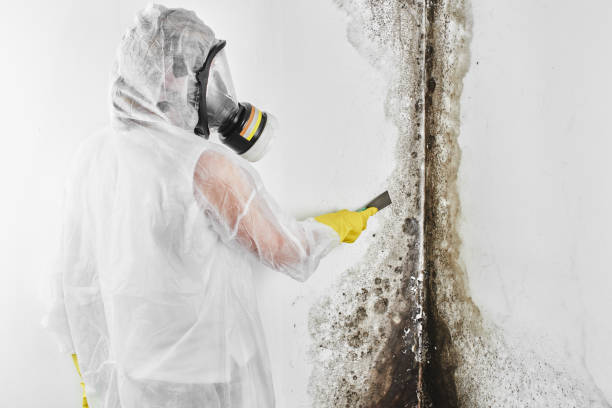 Best Fast Mold Removal  in Agua Dulce, TX