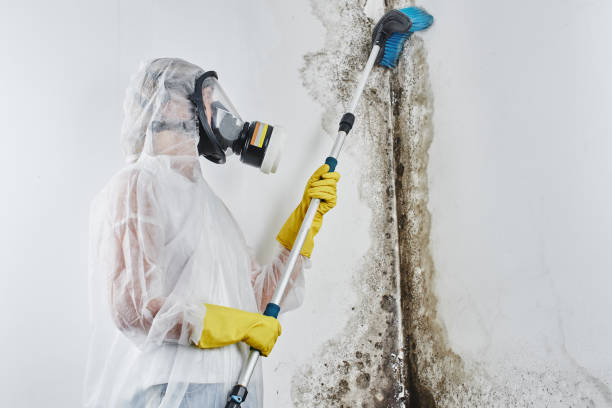 Best Mold Removal and Inspection  in Agua Dulce, TX