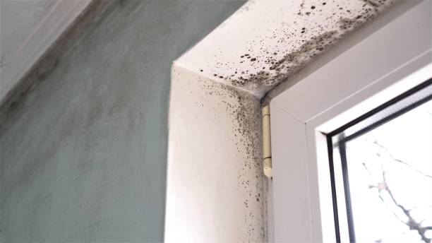Mold Removal and Inspection in Agua Dulce, TX