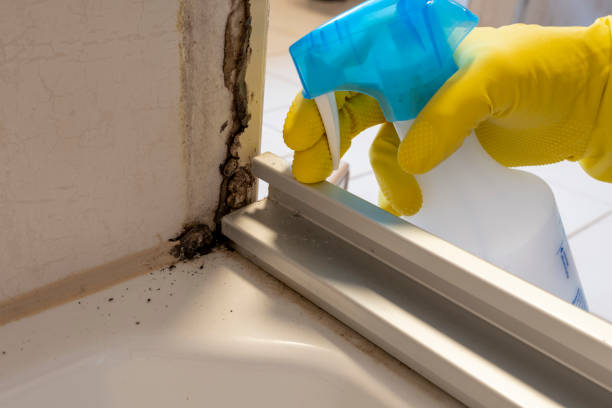 Best Mold Cleaning Services  in Agua Dulce, TX