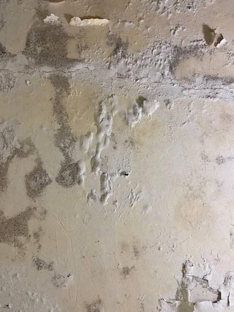 Best Mold Damage Repair  in Agua Dulce, TX