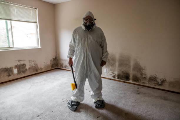 Best Same-Day Mold Removal  in Agua Dulce, TX