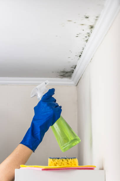 Best Residential Mold Removal  in Agua Dulce, TX
