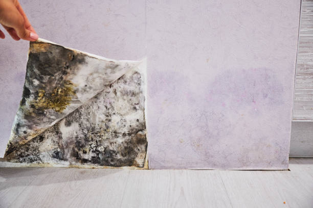 Water Damage Restoration in Agua Dulce, TX